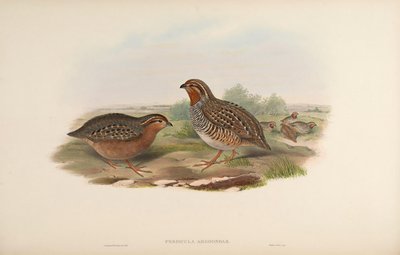 Perdicula argoondah von John Gould